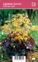 Kallionauhus ‘Midnight Lady’ – Ligularia dentata – Myyntikoko 5L