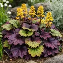 Kallionauhus ‘Osiris Fantaisie’ – Ligularia – Myyntikoko 5L