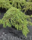Kääpiökataja ‘Green Carpet’ – Juniperus communis – Myyntikoko 30–40 cm (3L)