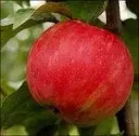 Siloposken Aikainen ‘Krasnoje Ranneje’ – Malus domestica – Myyntikoko 150–250