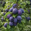 Luumu ‘Garmonija’ – Prunus domestica – Myyntikoko 150–250