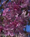 Purppuraomenapuu ‘Royal Beauty’ – Malus Purpurea-ryhmä – Myyntikoko 150–200 cm