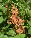 Punaherukka ‘Aili’ – Ribes rubrum
Myyntikoko 3L