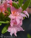 Atsalea ‘Ruususen Uni’ FinE – Rhododendron x Rustica -ryhmä
Myyntikoko 30–40 cm | Ruukkukoko 3L