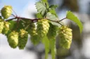 Humala ‘Kähäri’ – Humulus lupulus 'Kähäri'