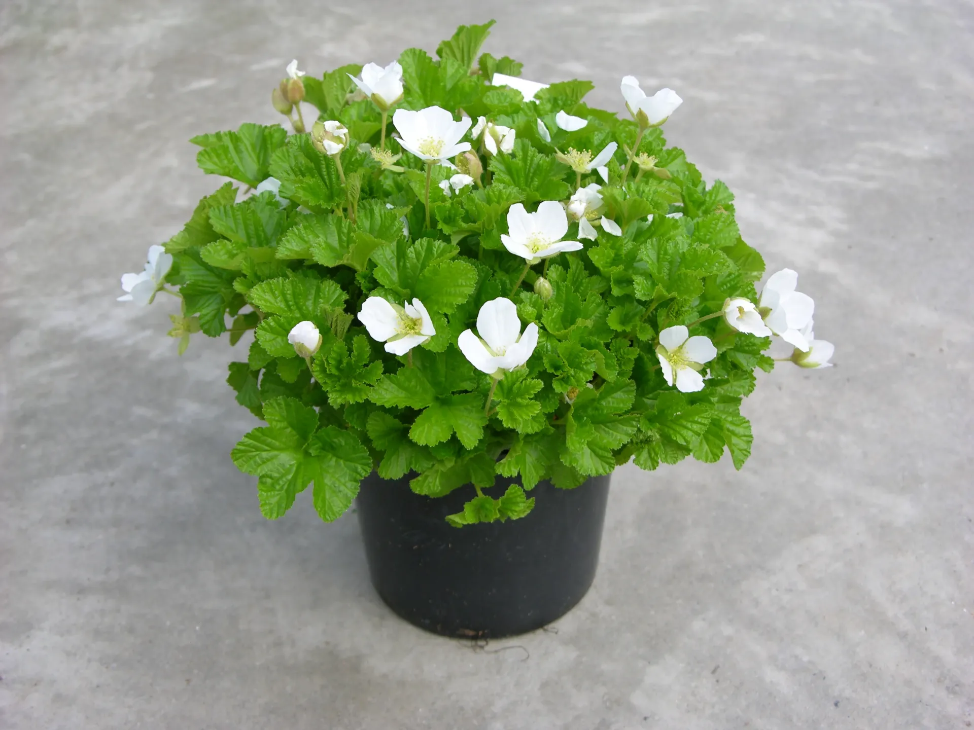 Lakka ‘Nyby’ – Rubus chamaemorus 'Nyby'