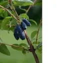 Hunajamarja ‘Morena’ – Lonicera caerulea 'Morena'