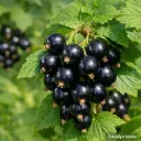 Mustaherukka ‘Ben Tron’ – Ribes nigrum 'Ben Tron'