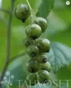 Viherherukka ‘Venny’ – Ribes nigrum 'Venny'