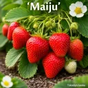 Puutarhamansikka ‘Maiju’ (Kenno 10 kpl) – Fragaria × ananassa 'Maiju'