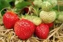 Puutarhamansikka ‘Ria’ – Fragaria × ananassa 'Ria' – Myyntikoko ruukku 13 cm