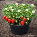 Puutarhamansikka ‘Malwina’ – Fragaria × ananassa 'Malwina' Myyntikoko 13 cm