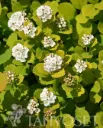 Koivuangervo 'Tor' – Spiraea betulifolia 'Tor' Myyntikoko 2L