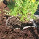 Juurimatto 3,45 x 3,50m