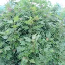 Rastasverkko 4x5m venymätön 18mm silmä