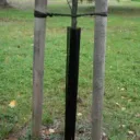 RUNGONSUOJAVERKKO 55 CM 2 KPL